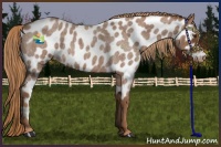 Horse Color:Red Roan Near Leopard 