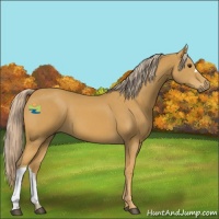 Horse Color:Palomino 