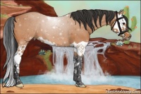 Horse Color:Bay Splash 