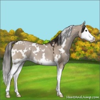 Horse Color:White Spotted Liver Red Dun Splash 