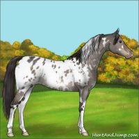 Horse Color:White Spotted Brown Dun Appaloosa 