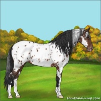 Horse Color:White Spotted Brown Appaloosa 
