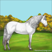 Horse Color:Gray Liver Chestnut Appaloosa