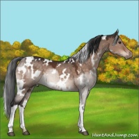 Horse Color:White Spotted Brown Dun Mushroom