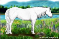 Horse Color:Gray Chestnut Frame 