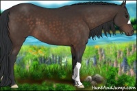 Horse Color:Brown 