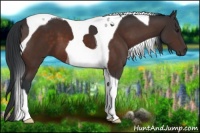 Horse Color:Brown Tobiano 