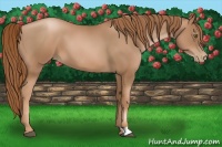 Horse Color:Liver Chestnut Pearl