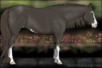 Horse Color:Smoky Black Sabino Appaloosa 