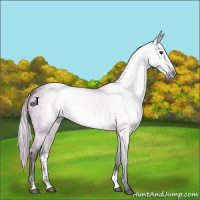 Horse Color:Gray Platinum Silver Brown Dun Sabino Frame 