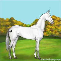 Horse Color:Gray Brown Dun Sabino Frame 