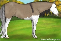 Horse Color:Smoky Grullo Splash 