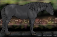 Horse Color:Black 