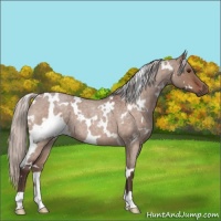 Horse Color:White Spotted Silver Brown Roan Dun