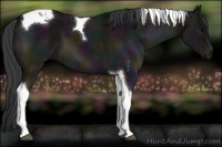 Horse Color:Midnight Grullo Tobiano