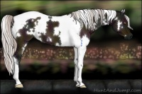 Horse Color:White Spotted Midnight Silver Brown Dun Tobiano 