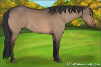 Horse Color:Bay Dun