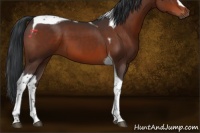 Horse Color:Bay Tobiano 