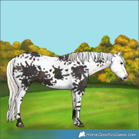 Horse Color:Midnight Silver Grullo Ice Sabino Splash 