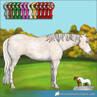 Horse Color:Silver Classic Champagne Ice Dun Splash Frame