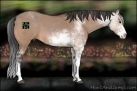 Horse Color:Brown Dun Sabino 