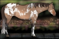 Horse Color:White Spotted Bay Dun Appaloosa Rabicano 