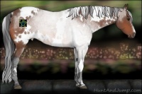 Horse Color:White Spotted Bay 