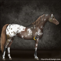 Horse Color:White Spotted Liver Chestnut Blanket 