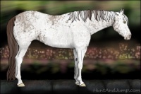 Horse Color:White Spotted Amber Champagne Ice 