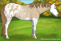 Horse Color:Classic Cream Champagne Dun Splash Appaloosa Rabicano