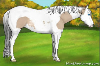 Horse Color:Brown Dun Splash Tobiano 
