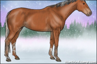 Horse Color:Bay and Silver Bay