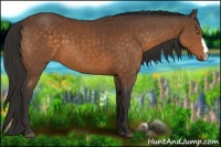 Horse Color:Buckskin 