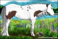 Horse Color:Brown Splash Tobiano 