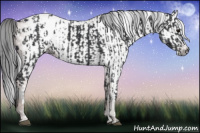 Horse Color:Black Appaloosa  and Gray Bay 