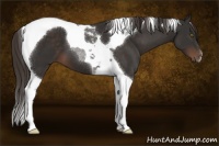Horse Color:Liver Chestnut Tobiano 