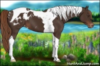 Horse Color:Liver Chestnut Tobiano Appaloosa