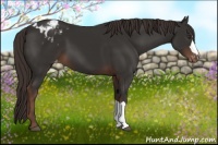 Horse Color:Liver Chestnut Appaloosa 