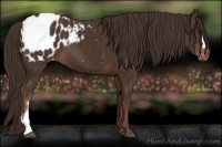 Horse Color:Liver Chestnut Appaloosa 