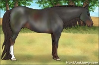 Horse Color:Liver Chestnut 