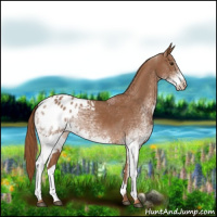 Horse Color:White Spotted Chestnut Blanket 