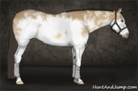 Horse Color:White Spotted Buckskin Dun Splash Frame 