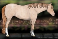 Horse Color:Gold Champagne Roan 