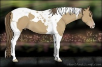 Horse Color:Classic Cream Champagne Tobiano 