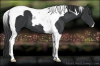 Horse Color:Black Tobiano