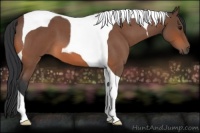 Horse Color:Bay Roan Tobiano