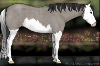 Horse Color:Grullo Roan Splash