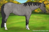 Horse Color:Grullo Roan 