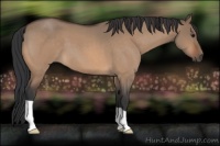 Horse Color:Bay Roan Dun