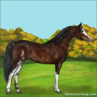 Horse Color:White Spotted Bay Ice Sabino